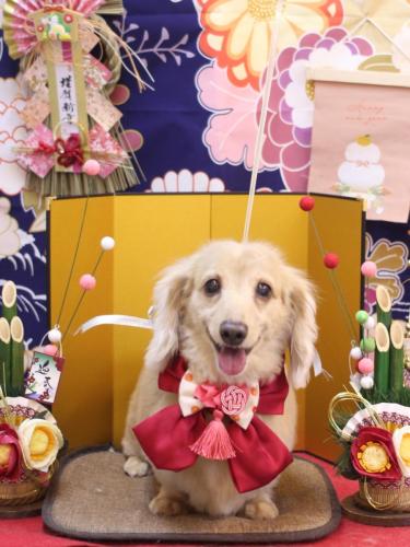 20240128グラちゃん